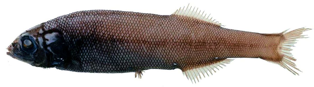 Searsia koefoedi_02.jpg